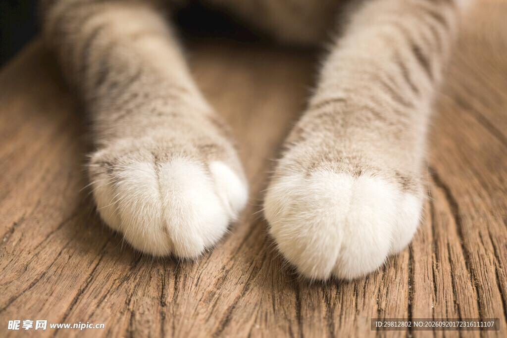 猫咪可爱的毛绒爪子