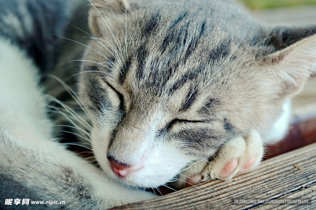 熟睡的可爱小猫咪