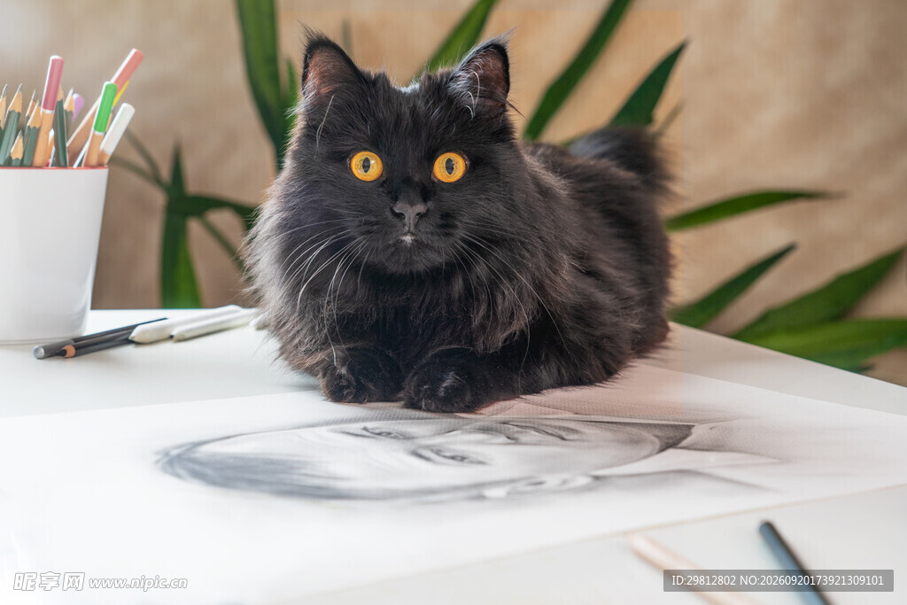 黑猫趴桌伴绘画工具