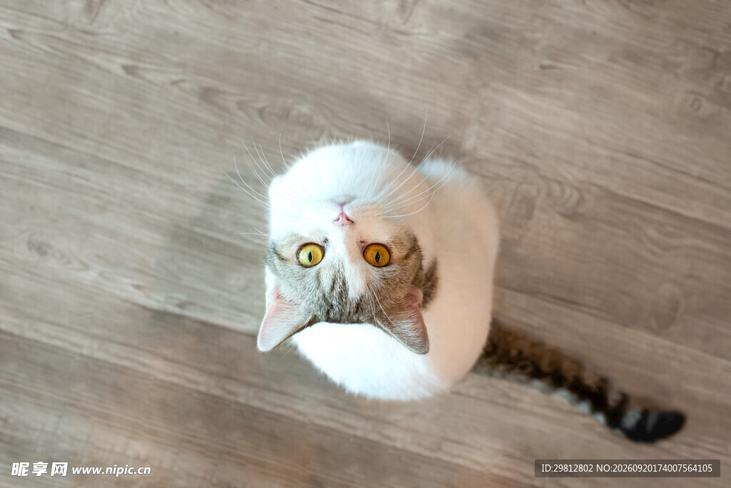 猫咪躲纸箱好奇张望