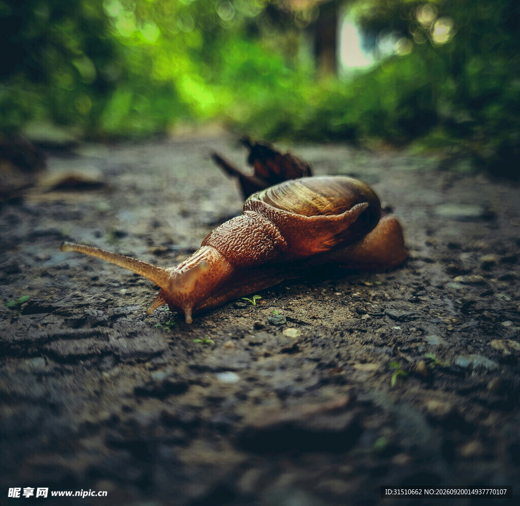 路上爬行的棕色蜗牛
