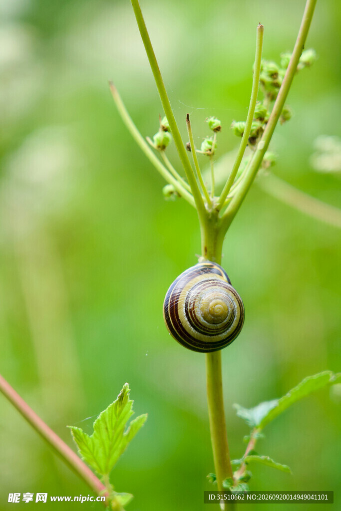 蜗牛栖息于绿色植物茎上