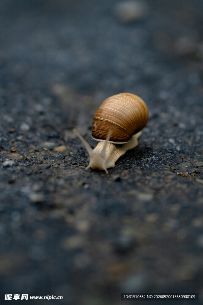 路面上爬行的棕色小蜗牛