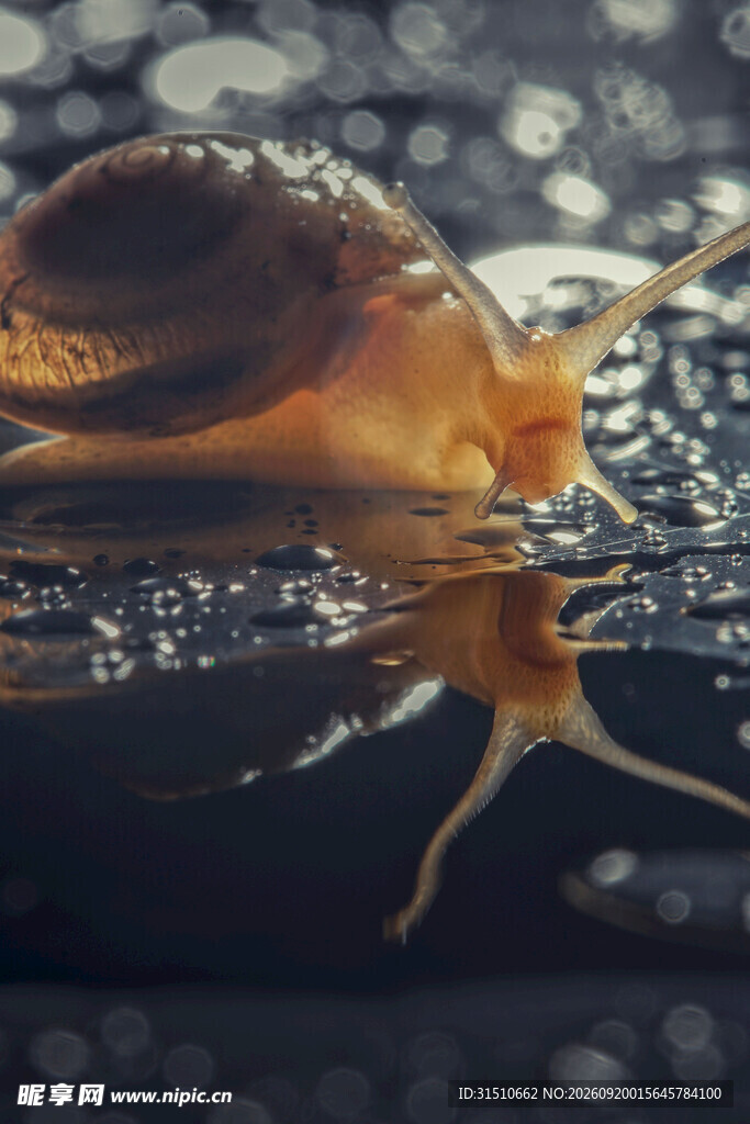 雨中蜗牛特写