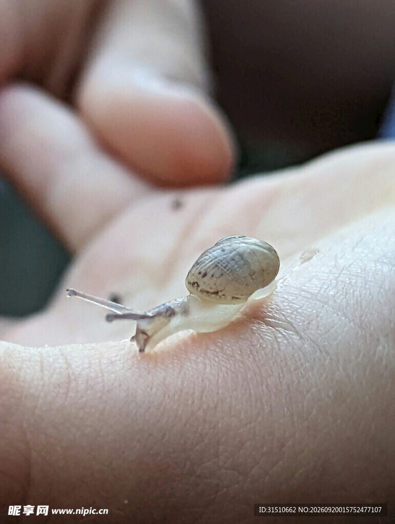 手掌上的小蜗牛