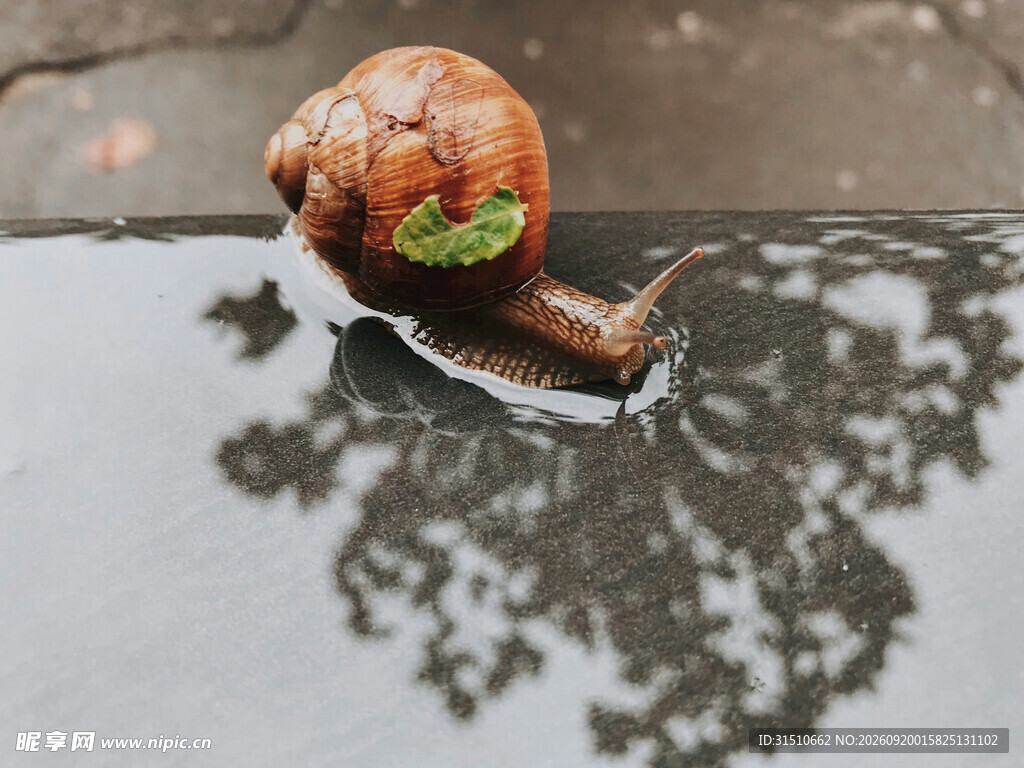 蜗牛在积水处的独特身影