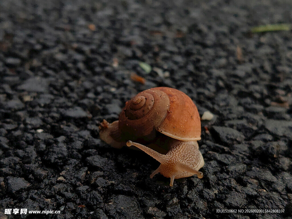 路面上爬行的棕色蜗牛