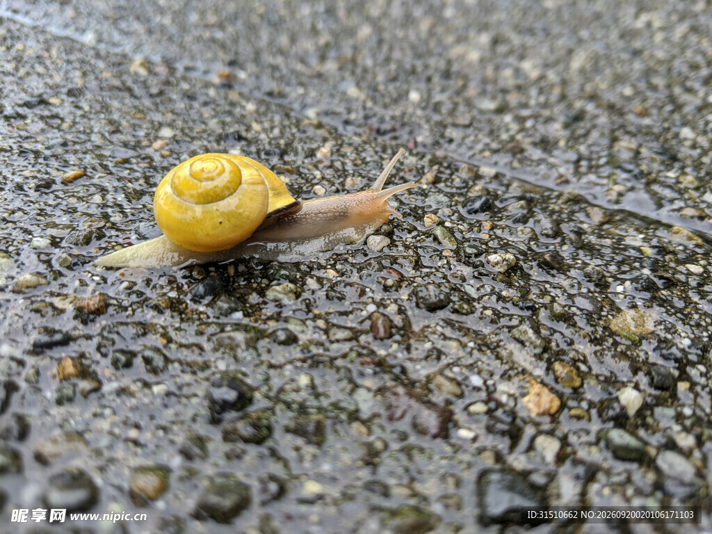 黄色蜗牛爬行在碎石上