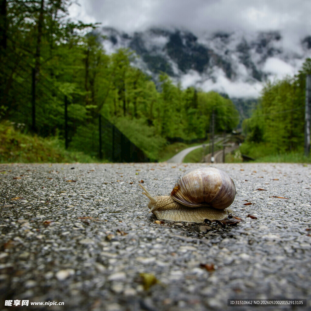 公路上的蜗牛与山林美景