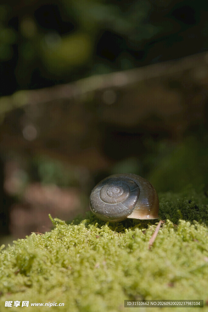 苔藓上的蜗牛