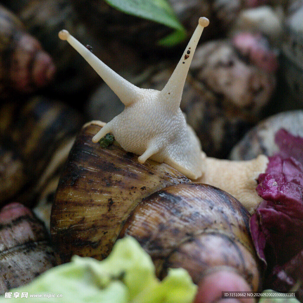 蜗牛特写
