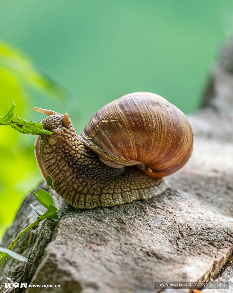 蜗牛攀于绿叶旁的岩石上