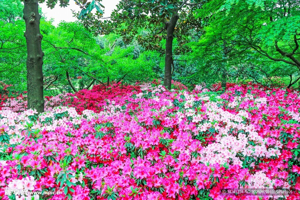 繁花似锦的林间杜鹃花景观