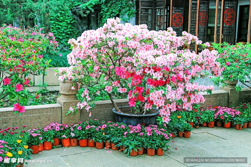 繁花似锦的庭院杜鹃花景观