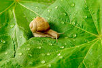 绿叶上带水珠的小蜗牛