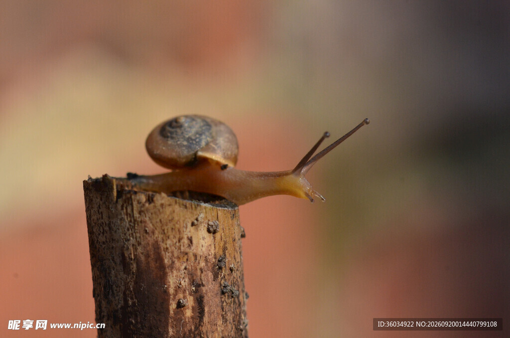木杆上的蜗牛