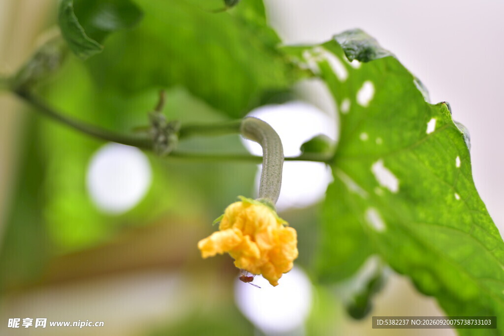 黄色娇嫩丝瓜花
