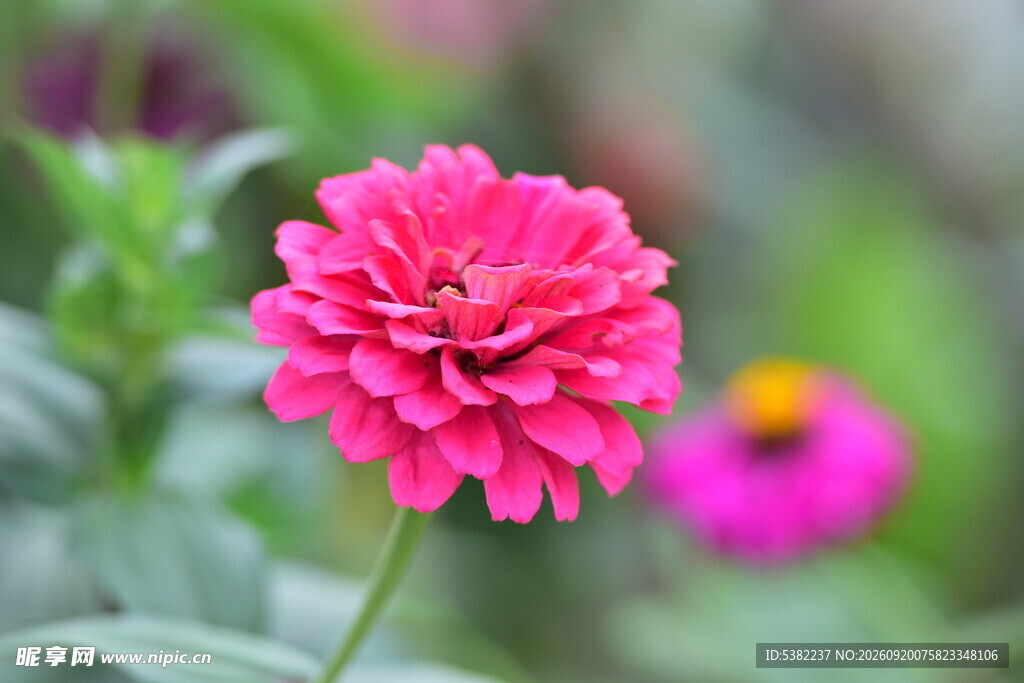 娇艳粉色百日菊特写