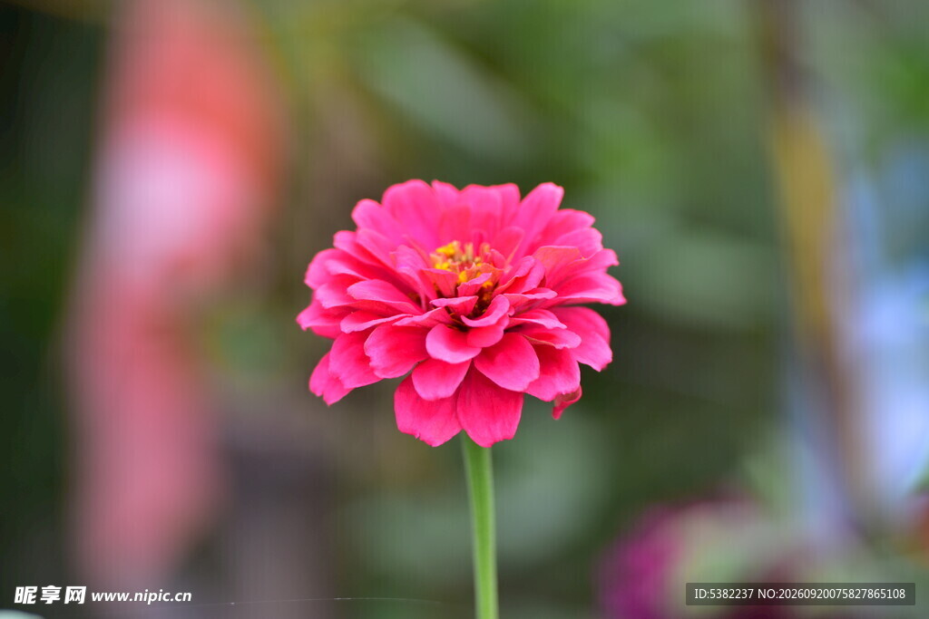 娇艳粉色花朵特写