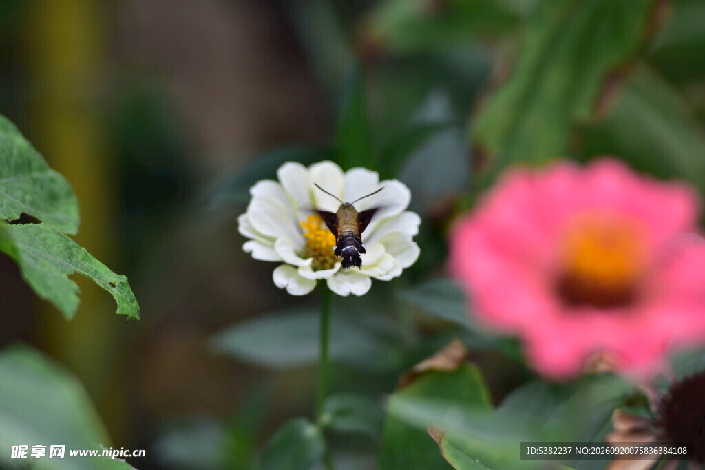 蜜蜂采蜜于娇艳花朵间