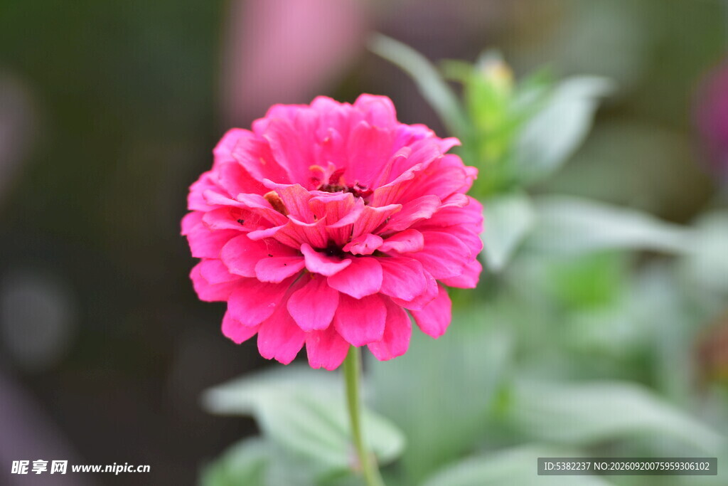 娇艳粉色百日菊