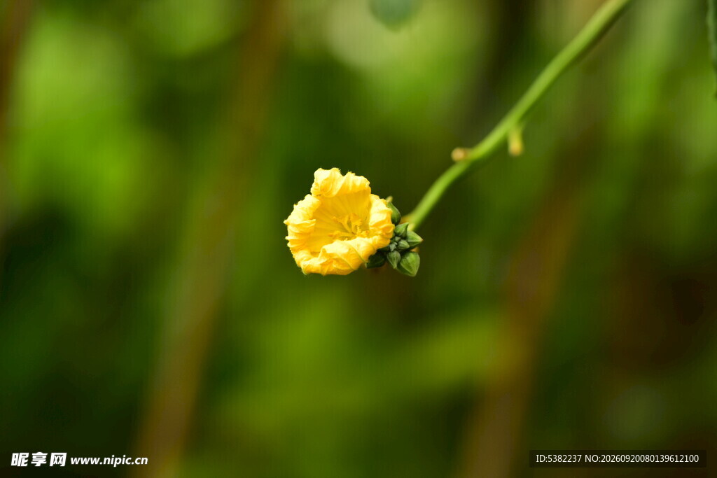 丝瓜花特写