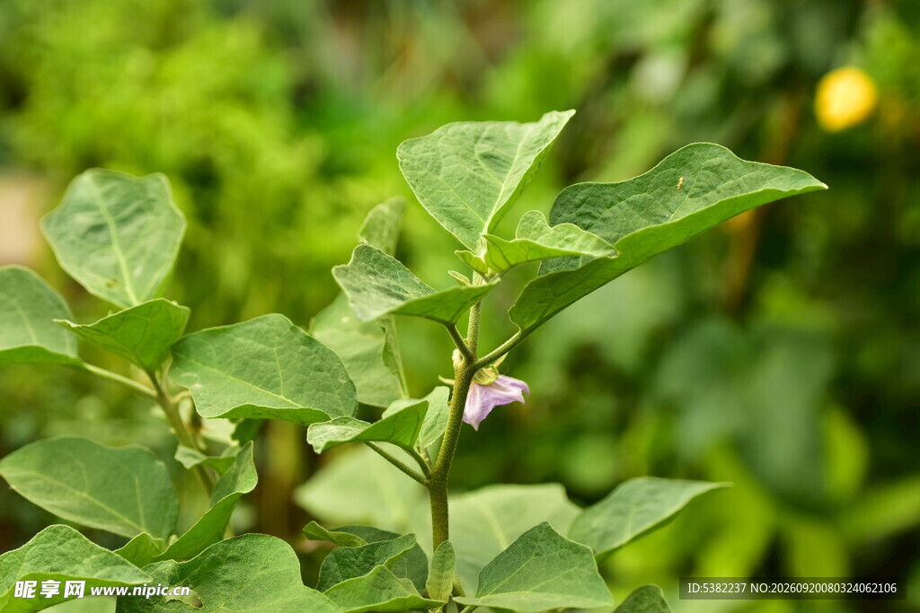 紫色茄子花