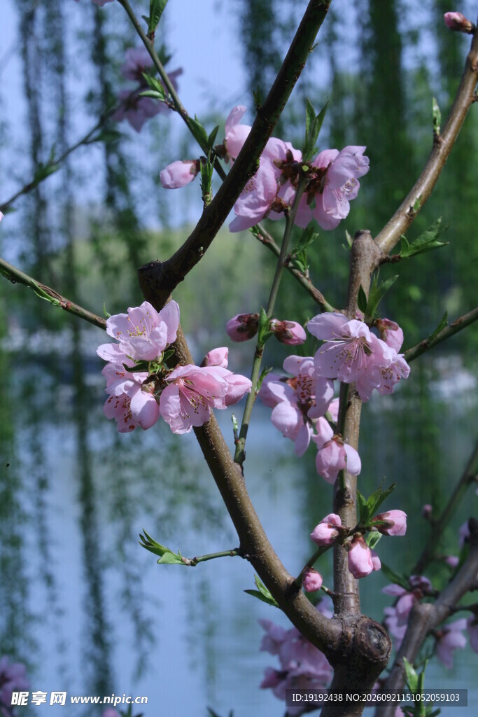 桃花 