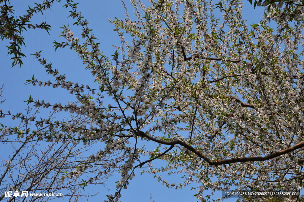 山桃花 