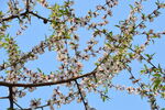 山桃花 