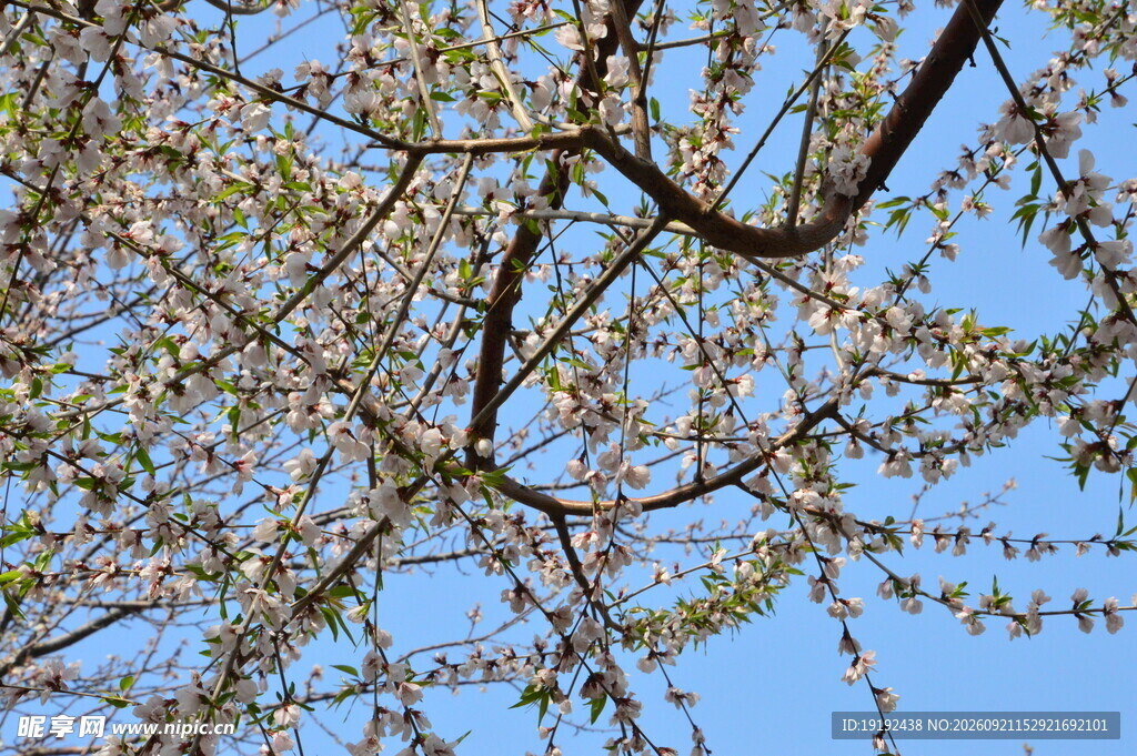 山桃花