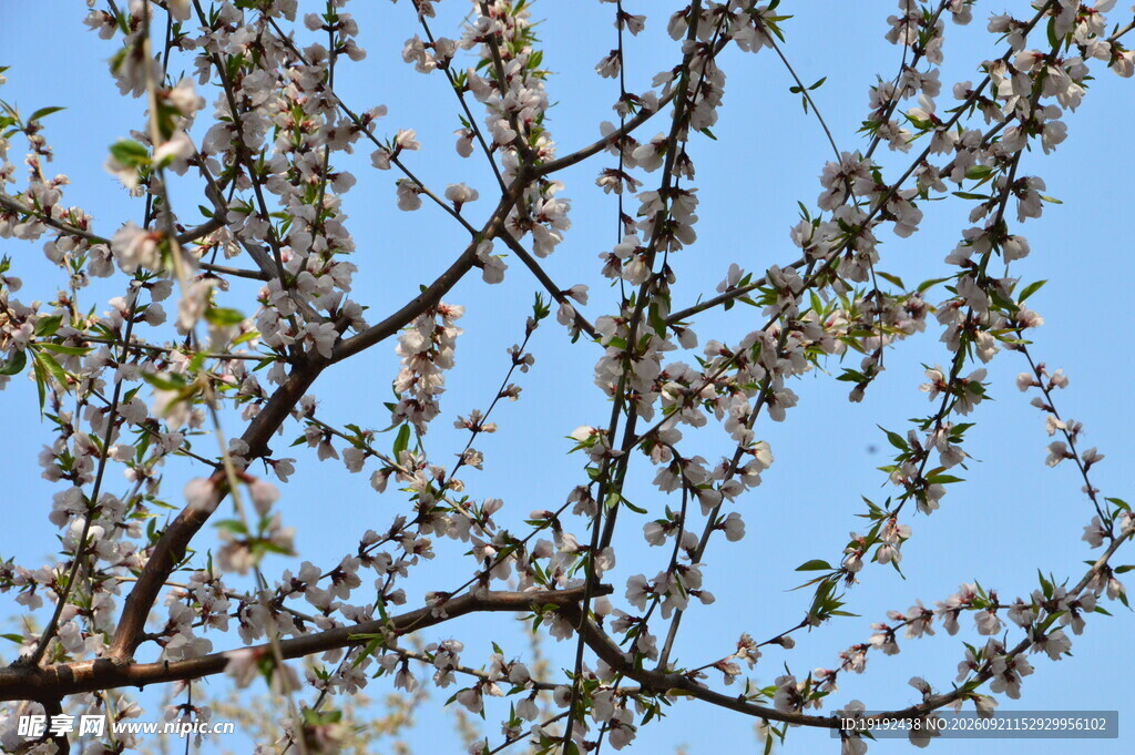 山桃花