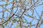 山桃花 