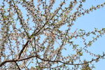 山桃花