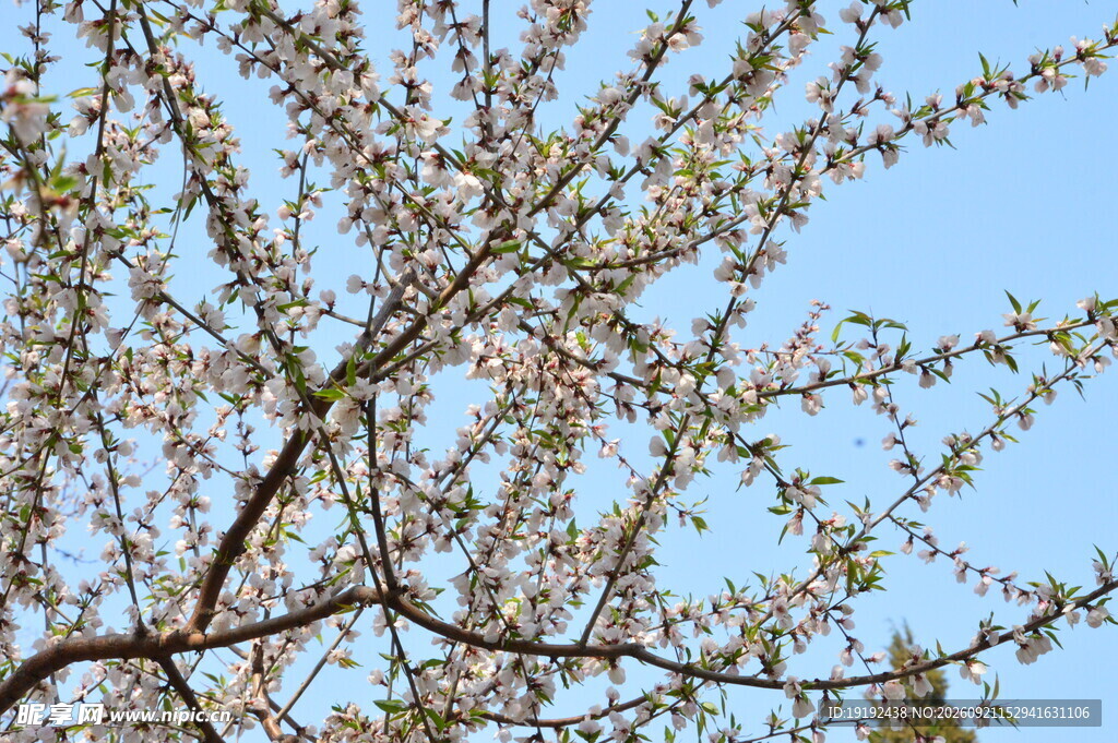 山桃花