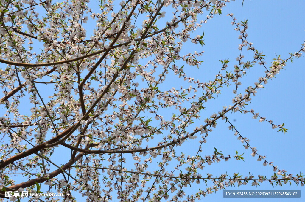 山桃花 
