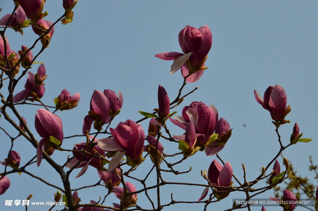 玉兰花 