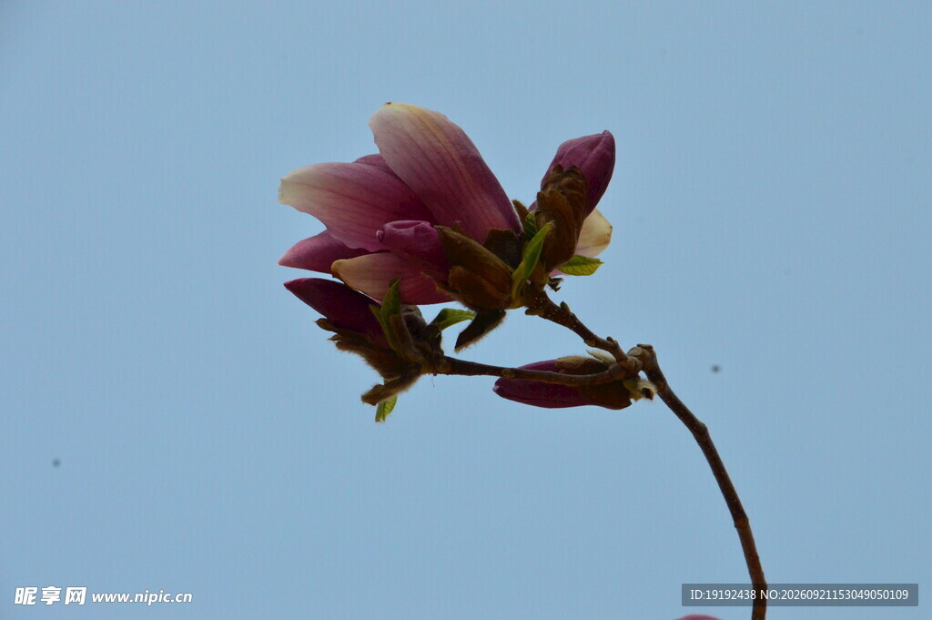 玉兰花