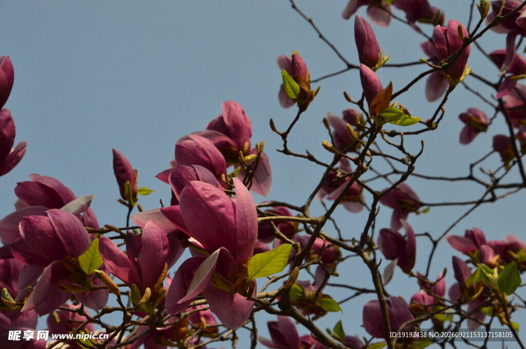 玉兰花 