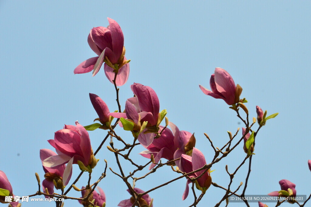 玉兰花 