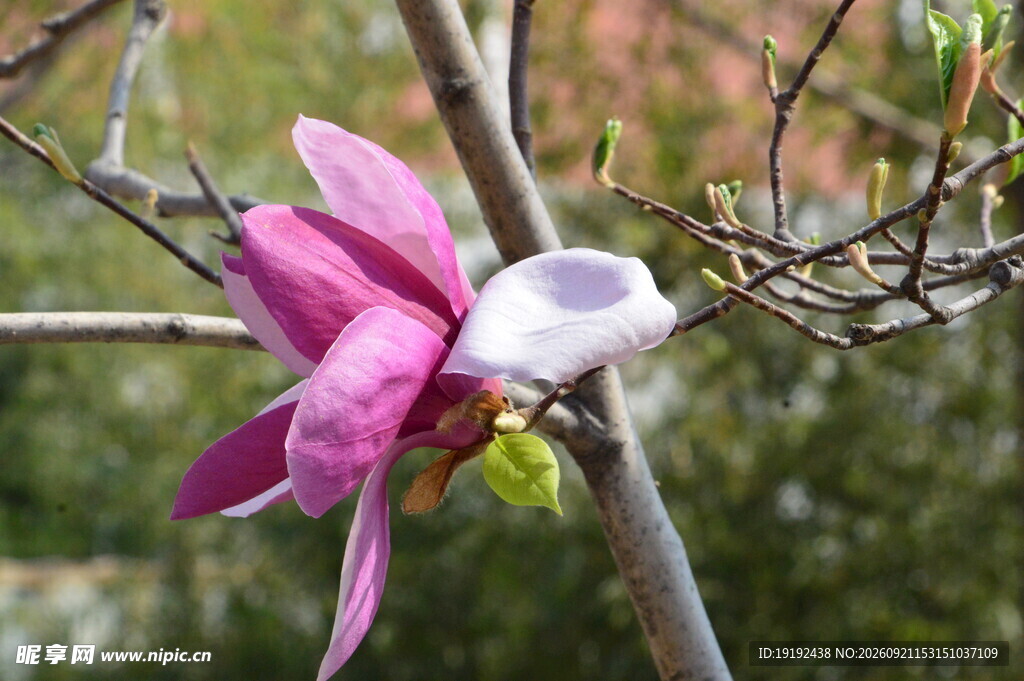玉兰花 