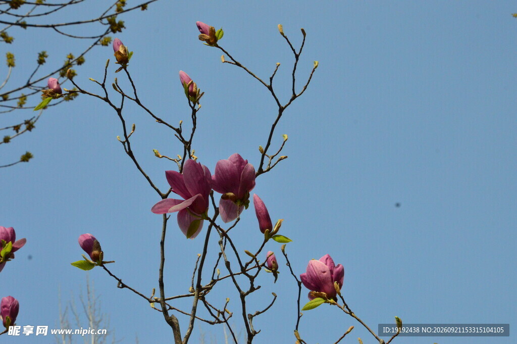 玉兰花 