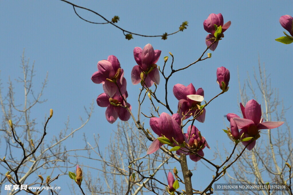 玉兰花