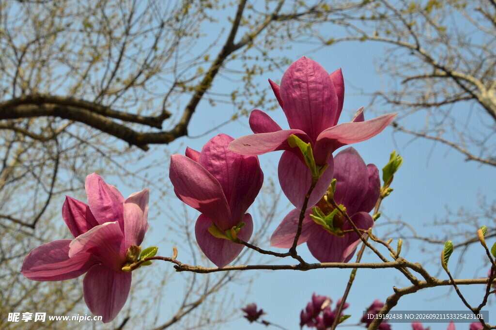 玉兰花 