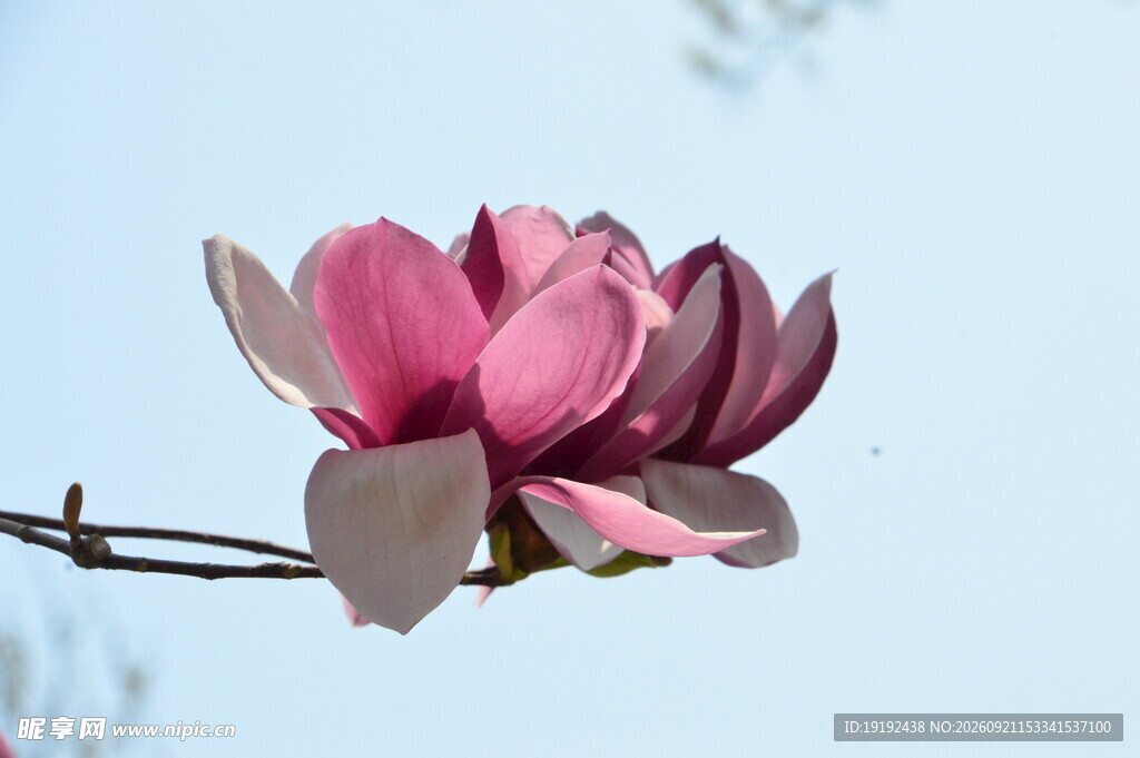 玉兰花 