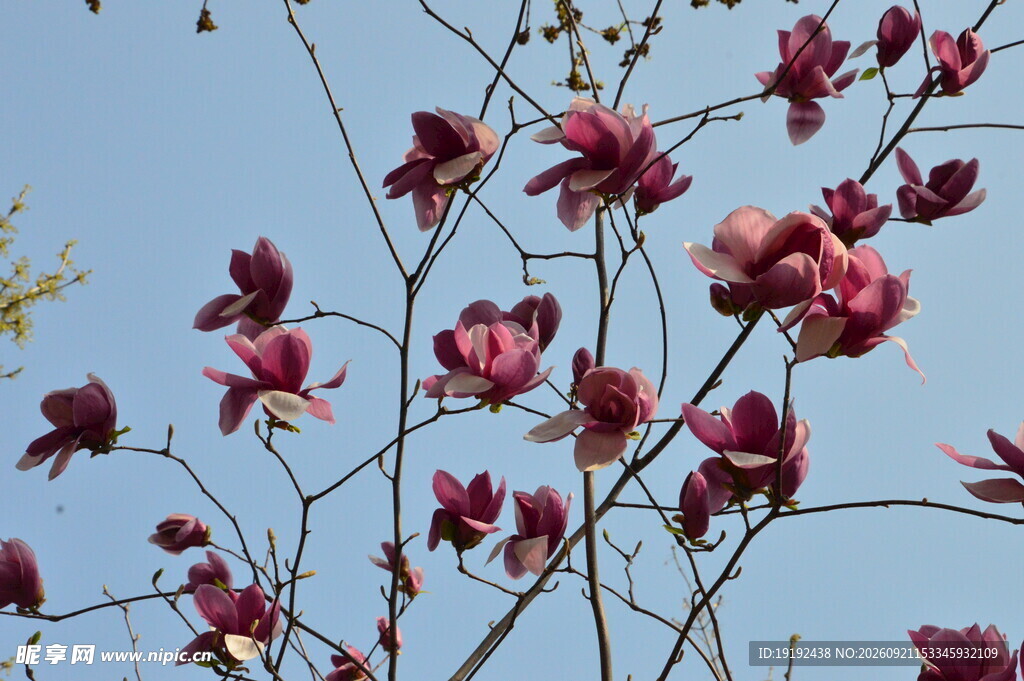 玉兰花 