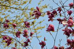 玉兰花 
