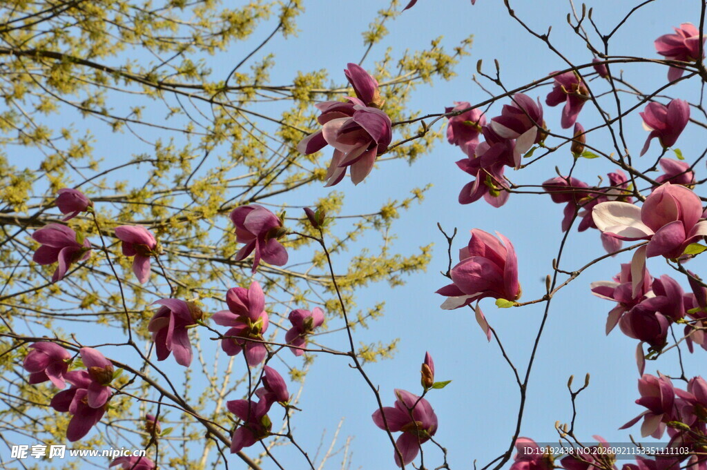玉兰花 