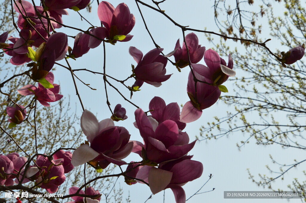 玉兰花 