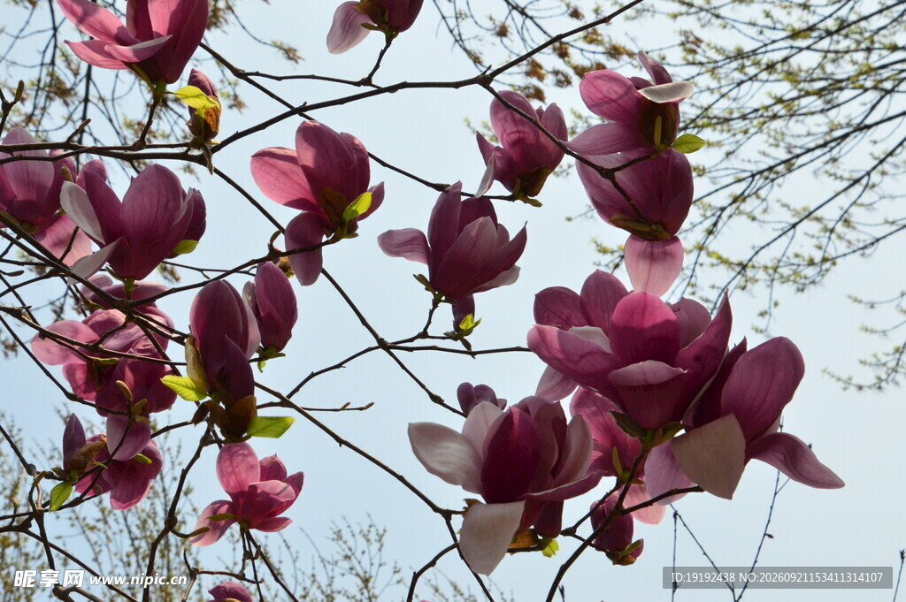 玉兰花 